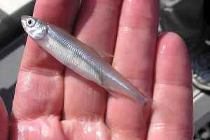 The delta smelt-more valuable than human beings.